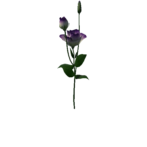 Flower Lisianthus 1